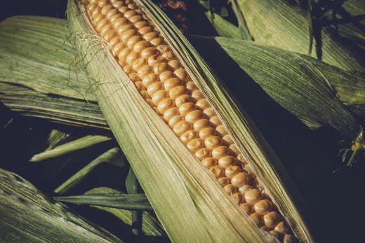 Not all cornmeal is the same! - How to make the perfect corn tortillas.